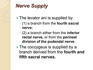 Nerve Supply
 The levator ani is supplied by
◦ (1) a branch from the fourth sacral
nerve;
◦ (2) a branch either from the inferior
rectal nerve, or from the perineal
division of the pudendal nerve.
 The coccygeus is supplied by a
branch derived from the fourth and
fifth sacral nerves.
 