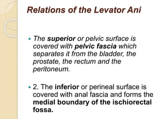 Relations of the Levator Ani
 The superior or pelvic surface is
covered with pelvic fascia which
separates it from the bladder, the
prostate, the rectum and the
peritoneum.
 2. The inferior or perineal surface is
covered with anal fascia and forms the
medial boundary of the ischiorectal
fossa.
 