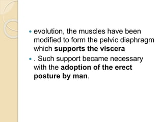  evolution, the muscles have been
modified to form the pelvic diaphragm
which supports the viscera
 . Such support became necessary
with the adoption of the erect
posture by man.
 