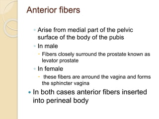 Anterior fibers
◦ Arise from medial part of the pelvic
surface of the body of the pubis
◦ In male
 Fibers closely surround the prostate known as
levator prostate
◦ In female
 these fibers are arround the vagina and forms
the sphincter vagina
 In both cases anterior fibers inserted
into perineal body
 
