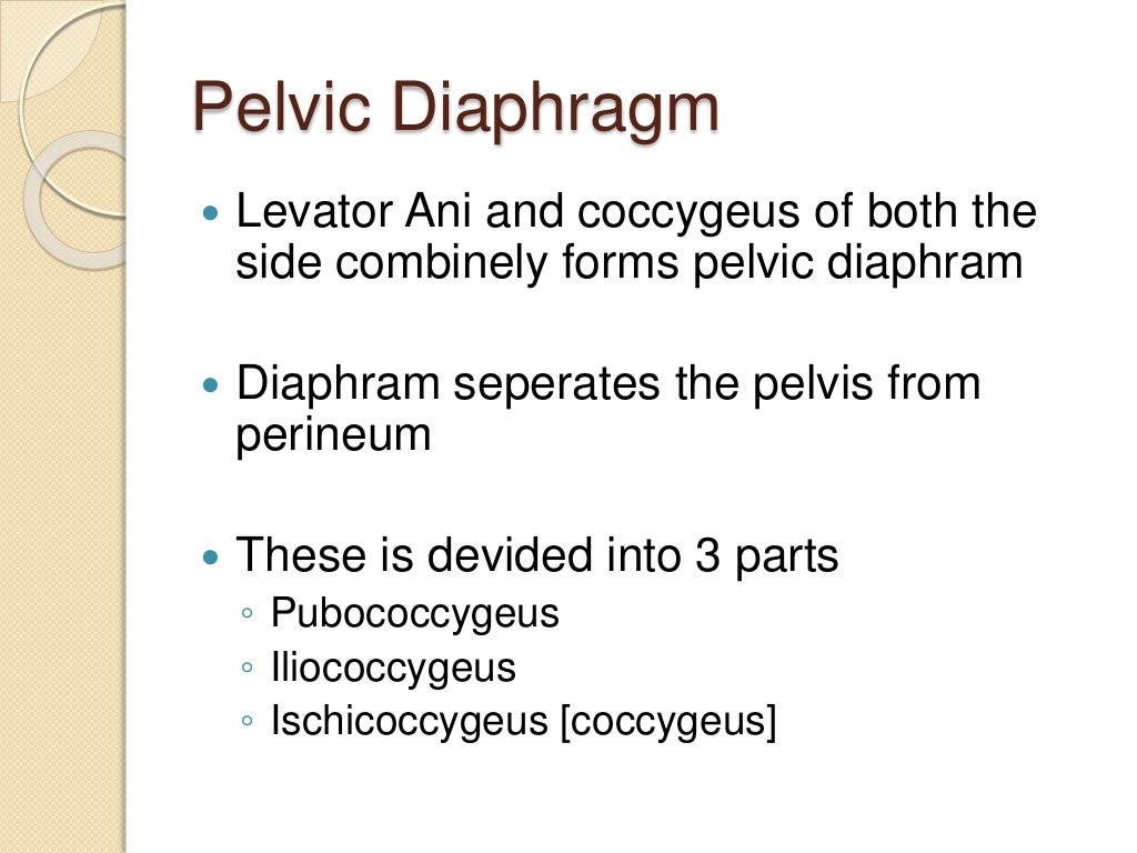 Pelvic diaphragm ppt