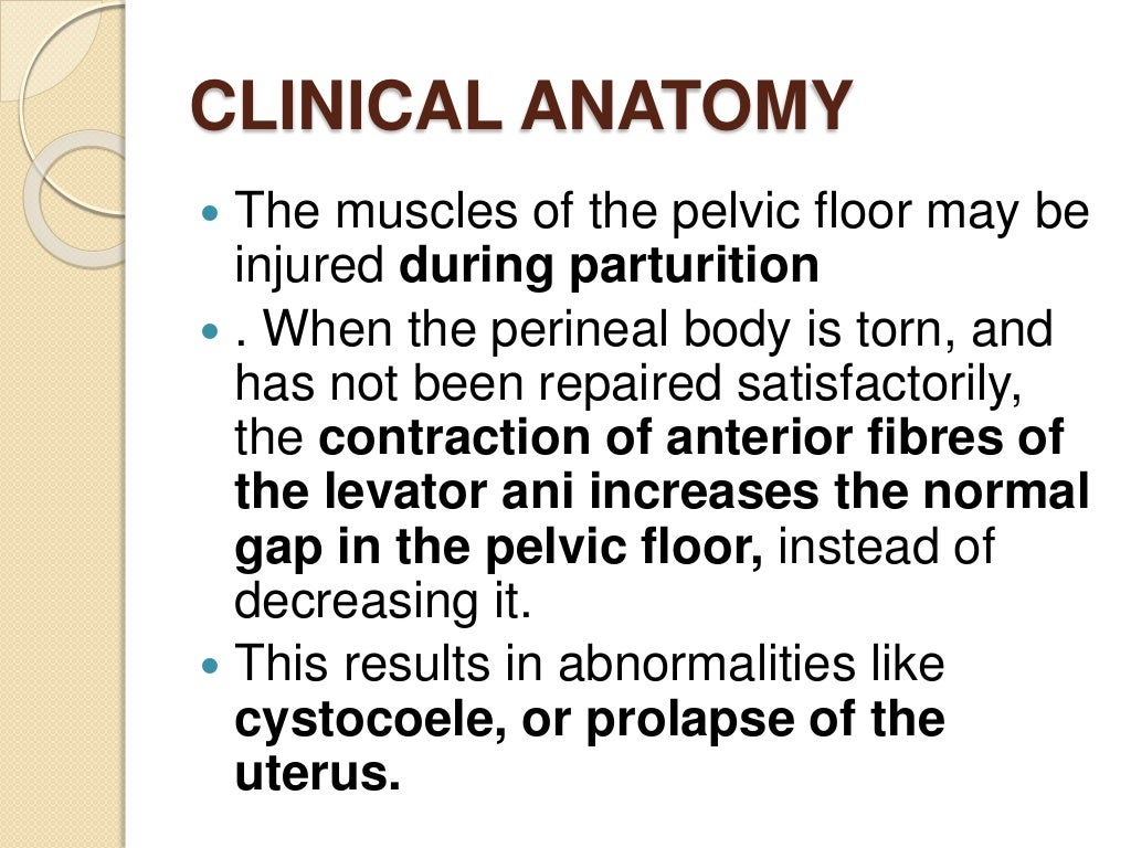 Pelvic diaphragm ppt