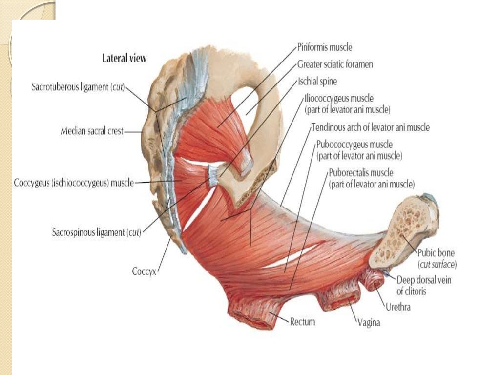 Pelvic diaphragm ppt