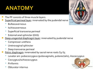 The PF consists of three muscle layers:
 Superficial perineal layer: innervated by the pudendal nerve
 Bulbocavernosus
 Ischiocavernosus
 Superficial transverse perineal
 External anal sphincter (EAS)
 Deep urogenital diaphragm layer: innervated by pudendal nerve
 Compressor urethera
 Uretrovaginal sphincter
 Deep transverse perineal
 Pelvic diaphragm: innervated by sacral nerve roots S3-S5
 Levator ani: pubococcygeus (pubovaginalis, puborectalis), iliococcygeus
 Coccygeus/ischiococcygeus
 Piriformis
 Obturator internus
 