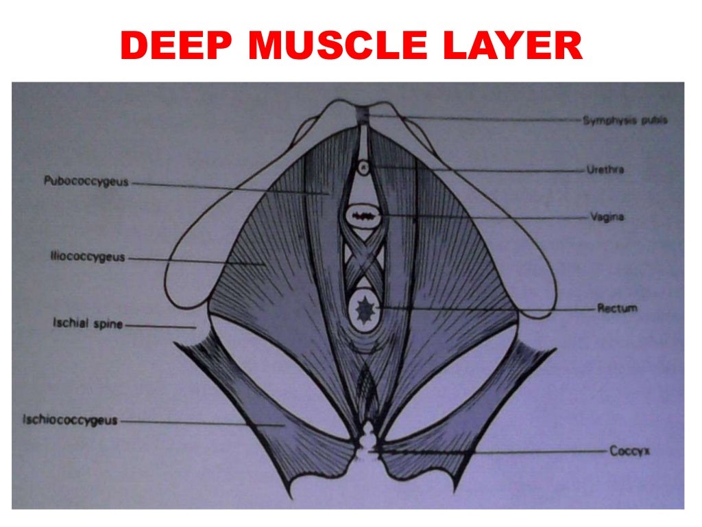 Pelvic floor muscles and the perineal body mr. panneh