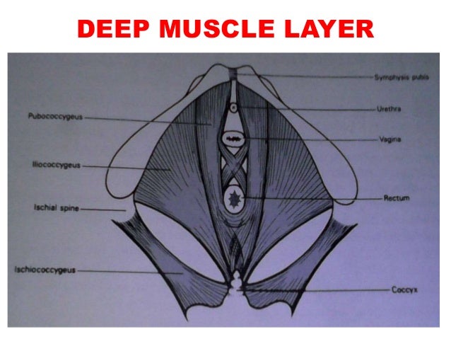Pelvic floor muscles and the perineal body- mr. panneh