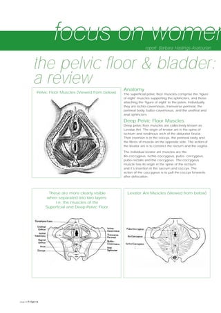 page 8 f i t p r o
Anatomy
The superficial pelvic floor muscles comprise the ‘figure
of eight’ muscles supporting the sphincters, and those
attaching the ‘figure of eight’ to the pelvis. Individually
they are ischio-cavernosus, transverse perineal, the
perineal body, bulbo-cavernosus, and the urethral and
anal sphincters
Deep Pelvic Floor Muscles
Deep pelvic floor muscles are collectively known as
Levator Ani. The origin of levator ani is the spine of
ischium and tendinous arch of the obturator fascia.
Their insertion is in the coccyx, the perineal body and
the fibres of muscle on the opposite side. The action of
the levator ani is to constrict the rectum and the vagina.
The individual levator ani muscles are the
ilio-coccygeus, ischio-coccygeus, pubo- coccygeus,
pubo-rectalis and the coccygeus. The coccygeus
muscle has its origin in the spine of the ischium
and it’s insertion in the sacrum and coccyx. The
action of the coccygeus is to pull the coccyx forwards
after defecation.
the pelvic floor & bladder:
a review
report: Barbara Hastings-Asatourian
Pelvic Floor Muscles (Viewed from below)
These are more clearly visible
when separated into two layers:
i.e. the muscles of the
Superficial and Deep Pelvic Floor.
Levator Ani Muscles (Viewed from below)
 