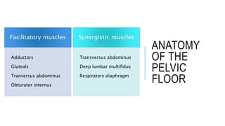 Pelvic Floor Anatomy and Physiotherapy management Biology Diagrams