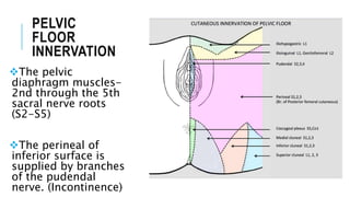 Perineal Innervation Pelvic Floor Anatomy and Physiotherapy management | PPTX