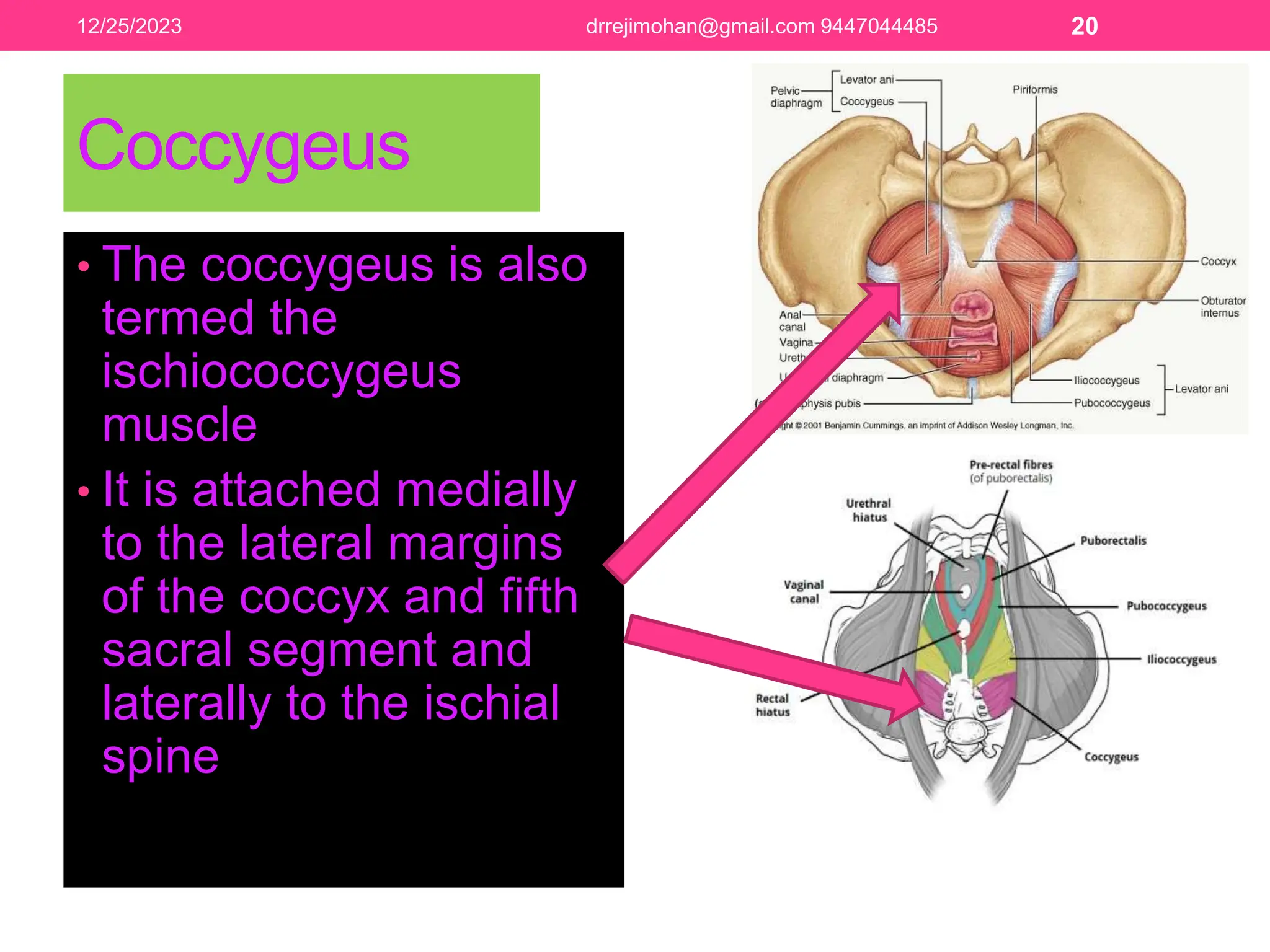 pelvic-floor-anatomy-and-repair-pptx-for-teaching-pptx