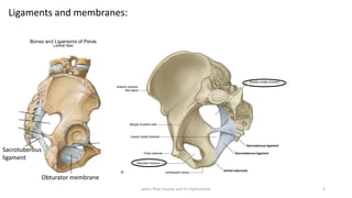 pelvic floor muscle and it's dysfunction 3
Ligaments and membranes:
Obturator membrane
Sacrotuberous
ligament
 
