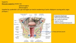 pelvic floor muscle and it's dysfunction 31
Supports:
Muscular supports: levator ani:
pubococcygeus
Illiococcygeus
Supplied by: pudendal n.(if it get damaged can lead to weakening of pelvic diphgram causing pelvic organ
prolapse )
Urogenital diaphragm
-Deep transverse perianal
-Ext. urethral sphincter
-Superior fascia
-Inferior fascia(perineal pouch)
Deep perineal pouch
 