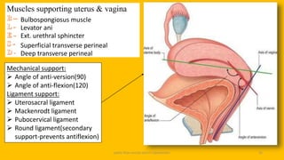 pelvic floor muscle and it's dysfunction 32
Muscles supporting uterus & vagina
Bulbospongiosus muscle
Levator ani
Ext. urethral sphincter
Superficial transverse perineal
Deep transverse perineal
Mechanical support:
 Angle of anti-version(90)
 Angle of anti-flexion(120)
Ligament support:
 Uterosacral ligament
 Mackenrodt ligament
 Pubocervical ligament
 Round ligament(secondary
support-prevents antiflexion)
 