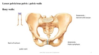 pelvic floor muscle and it's dysfunction 5
Lesser pelvis/true pelvis : pelvic walls
Bony walls:
Anteriorly:
Pubis symphysis
Posteriorly :
Sacrum and coccyx
Rami of ischium
pubic rami
 