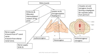 pelvic floor muscle and it's dysfunction 6
Pelvis muscle
Piriformis &
Obturator
internus(lateral
rotators of hip
joint)
Levator ani &
Coccygeus(pelvic
diaphgram )
2 levator ani and
coccygeus muscle
forming a diaphgram
& it seprates pelvis
from perinium
pubococcygeus
iliococcygeus
Ischiococcygeus/
coccygeus
Nerve supply:
A branch from 4th scaral
nerve .
A branch from inferior
rectal nerve.
Nerve supply:
S4 & S5
 