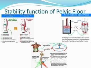Pelvic floor dysfunction and low back ache | PPTX