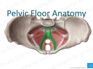 Pelvic Floor Anatomy
 