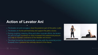 Action of Levator Ani
o The levator ani and coccygeus close the posterior part of the pelvic outlet.
o The levator ani fix the perineal body and support the pelvic viscera.
o During coughing, sneezing, lifting and other muscular efforts, the levator
ani and coccygei counteract or resist increased intra-abdominal pressure
and help to maintain continence of the bladder and rectum.
o The slings formed by the puborectalis muscles pulls the anorectal junction
forwards, thus it prevents the untimely descent of the faeces.
10 Pelvic Floor Muscles
 