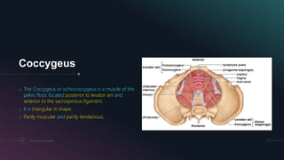 Coccygeus
o The Coccygeus or ischiococcygeus is a muscle of the
pelvic floor, located posterior to levator ani and
anterior to the sacrospinous ligament.
o It is triangular in shape.
o Partly muscular and partly tendanious.
11 Pelvic Floor Muscles
 