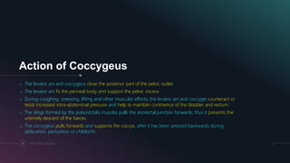 Action of Coccygeus
Pelvic Floor Muscles15
o The levator ani and coccygeus close the posterior part of the pelvic outlet.
o The levator ani fix the perineal body and support the pelvic viscera.
o During coughing, sneezing, lifting and other muscular efforts, the levator ani and coccygei counteract or
resist increased intra-abdominal pressure and help to maintain continence of the bladder and rectum.
o The slings formed by the puborectalis muscles pulls the anorectal junction forwards, thus it prevents the
untimely descent of the faeces.
o The coccygeus pulls forwards and supports the coccyx, after it has been pressed backwards during
defecation, parturition or childbirth.
 
