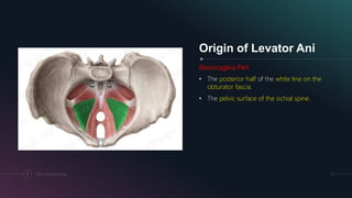 Pelvic Floor Muscles7
Origin of Levator Ani
Iliococcygeus Part
• The posterior half of the white line on the
obturator fascia.
• The pelvic surface of the ischial spine.
 