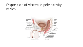 Disposition of viscera in pelvic cavity
Males
 