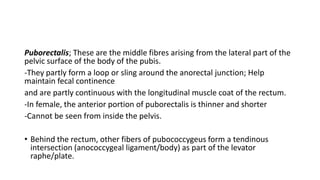 Puborectalis; These are the middle fibres arising from the lateral part of the
pelvic surface of the body of the pubis.
-They partly form a loop or sling around the anorectal junction; Help
maintain fecal continence
and are partly continuous with the longitudinal muscle coat of the rectum.
-In female, the anterior portion of puborectalis is thinner and shorter
-Cannot be seen from inside the pelvis.
• Behind the rectum, other fibers of pubococcygeus form a tendinous
intersection (anococcygeal ligament/body) as part of the levator
raphe/plate.
 