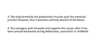 3. The sling formed by the puborectalis muscles pulls the anorectal
junction forwards, thus it prevents untimely descent of the faeces.
4. The coccygeus pulls forwards and supports the coccyx, after it has
been pressed backwards during defaecation, parturition or childbirth.
 