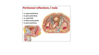 PELVIC FLOOR MUSCLES.pptx