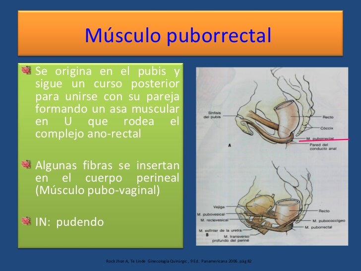Pelvic Floors Surgeon Anatomy