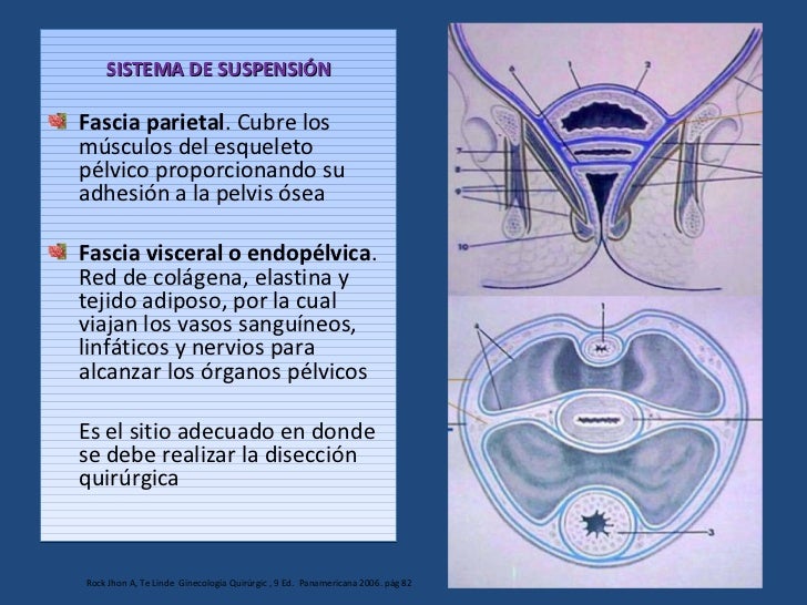 Pelvic Floors Surgeon Anatomy