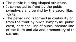 ● The pelvic is a ring shaped structure.
● It connected to front by the pubic
symphysis and behind by the sacro_iliac
joints.
● The pelvic ring is formed in continuity of
from the front by puvic symphysis, pubic
crest, pectineal line of pubis, arcuate line
of the ilium and ala and promontory of the
sacrum.
 