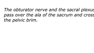 The obturator nerve and the sacral plexus
pass over the ala of the sacrum and cross
the pelvic brim.
 