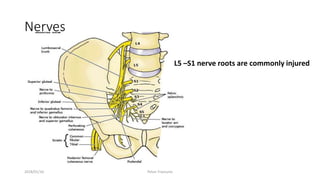 Nerves
L5 –S1 nerve roots are commonly injured
2018/01/16 Pelvic Fractures
 