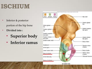 pelvic girdle and hip joints of lower limb | PPTX