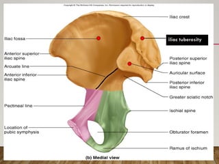pelvic girdle and hip joints of lower limb | PPTX