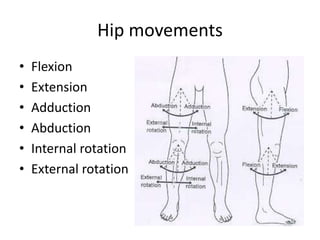 Pelvic, hip knee, Bones, Joints and Muscles | PPTX