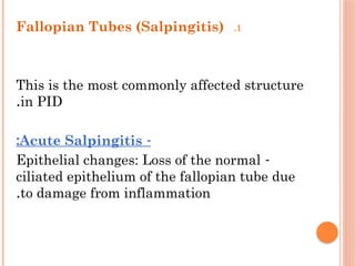 .1
Fallopian Tubes (Salpingitis)
This is the most commonly affected structure
in PID
.
-
Acute Salpingitis
:
-
Epithelial changes: Loss of the normal
ciliated epithelium of the fallopian tube due
to damage from inflammation
.
 