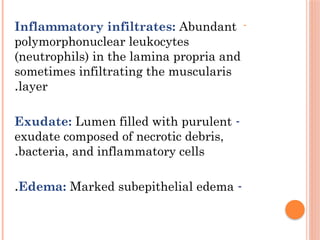 -
Inflammatory infiltrates: Abundant
polymorphonuclear leukocytes
(neutrophils) in the lamina propria and
sometimes infiltrating the muscularis
layer
.
-
Exudate: Lumen filled with purulent
exudate composed of necrotic debris,
bacteria, and inflammatory cells
.
-
Edema: Marked subepithelial edema
.
 