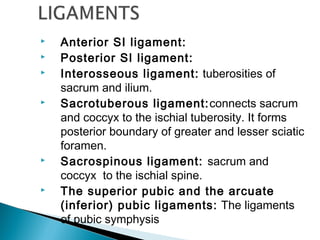  Anterior SI ligament:
 Posterior SI ligament:
 Interosseous ligament: tuberosities of
sacrum and ilium.
 Sacrotuberous ligament:connects sacrum
and coccyx to the ischial tuberosity. It forms
posterior boundary of greater and lesser sciatic
foramen.
 Sacrospinous ligament: sacrum and
coccyx to the ischial spine.
 The superior pubic and the arcuate
(inferior) pubic ligaments: The ligaments
of pubic symphysis
 