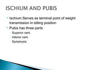  Ischium Serves as terminal point of weight
transmission in sitting position
 Pubis has three parts
◦ Superior rami
◦ Inferior rami
◦ Symphysis
 