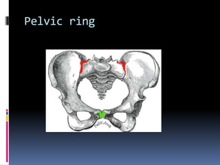 Pelvic ring 
 
