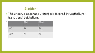  The urinary bladder and ureters are covered by urothelium—
transitional epithelium.
•
Bladder
TD5/5 TD50/5
2/3rd 65 80
1/3 rd 80 85
 