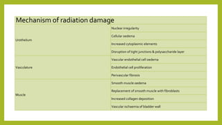 Urothelium
Nuclear irregularity
Cellular oedema
Increased cytoplasmic elements
Disruption of tight junctions & polysaccharide layer
Vasculature
Vascular endothelial cell oedema
Endothelial cell proliferation
Perivascular fibrosis
Muscle
Smooth muscle oedema
Replacement of smooth muscle with fibroblasts
Increased collagen deposition
Vascular ischaemia of bladder wall
Mechanism of radiation damage
 