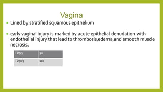  Lined by stratified squamous epithelium
 early vaginal injury is marked by acute epithelial denudation with
endothelial injury that lead to thrombosis,edema,and smooth muscle
necrosis.
Vagina
TD5/5 90
TD50/5 100
 