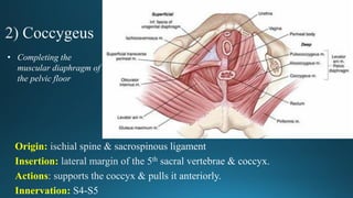 Origin:
Insertion:
Actions
Innervation:
• Completing the
muscular diaphragm of
the pelvic floor
 