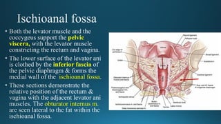 pelvic
viscera,
inferior fascia
ischioanal fossa
obturator internus m.
 