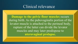 Damage to the pelvic floor muscles occurs
during birth. As the pubovaginalis portion of the
levator muscle is attached to the perineal body,
rupture of the latter can divide the levator
muscles and may later predispose to
uterovaginal prolapse.
 