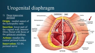Origin
Insertion
Actions:
Innervation:
 