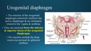 btwn the inferior
& superior fascia of the urogenital
diaphragm.
 